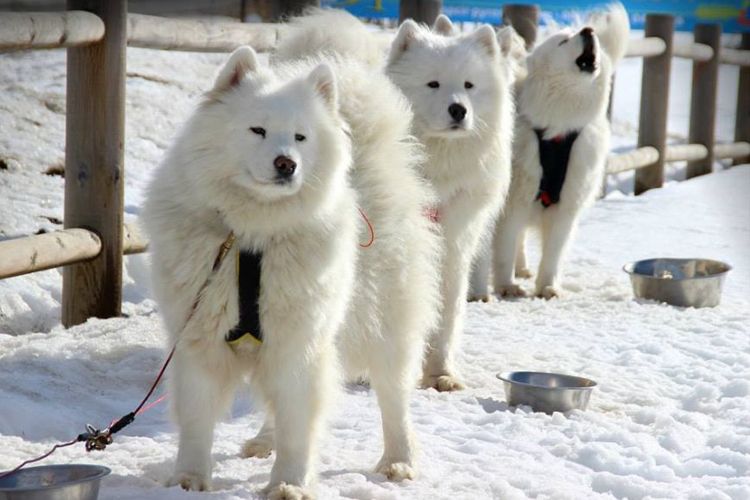 Baptême en chiens de traîneau à deux pas de Font-Romeu - Pyrénées Orientales