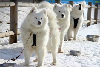 Baptême en chiens de traîneau sur la station de ski du Cambre d'Aze