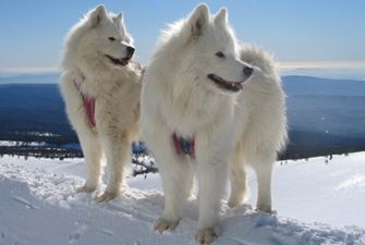 Excursions en chiens de traîneau sur la station de ski du Cambre d'Aze