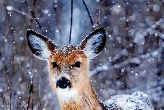 Randonnées raquettes pour les familles - Font-Romeu