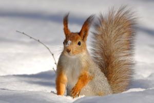 Randonnée en raquettes - observation d'un écureuil dans la neige