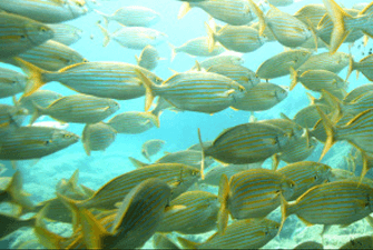 Baptême de plongée dans la réserve marine de Banyuls-sur-Mer