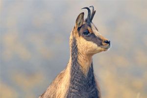 Randonnée observation d'animaux