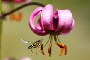 Randonnée thématique : la flore de montagne aux alentours de Font-Romeu et Les Angles