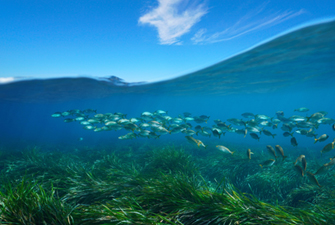 Randonnée palmée et découverte du Biodiversarium de Banyuls-sur-Mer