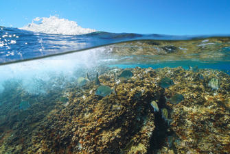 Randonnée palmée ou snorkeling avec un moniteur dans la réserve marine de Banyuls