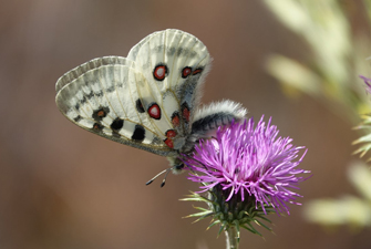 randonnée thématique : papillons et insectes de montagne