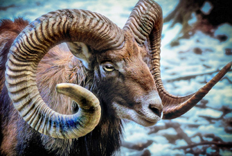 Mouflon dans la neige au parc animaliers des Angles