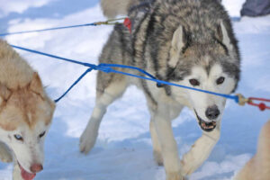 Chien de traîneau à Porte Puymorens