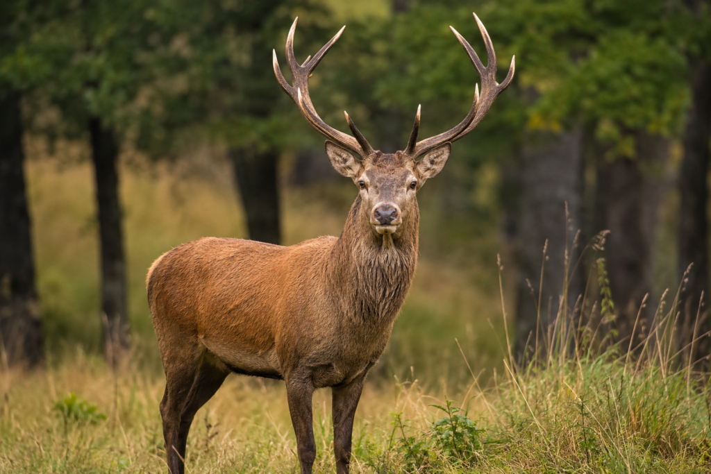 Rando à Font-Romeu : observation d'animaux