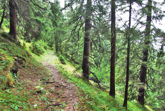 Randonnée thématique près de Font-Romeu et Les angles : Les secrets des arbres du Haut Conflent