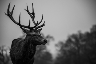 Brame du cerf